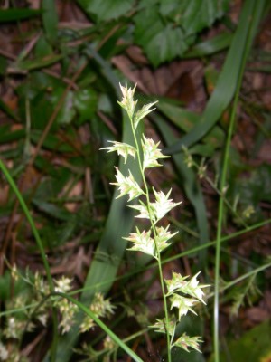 Upland Oats